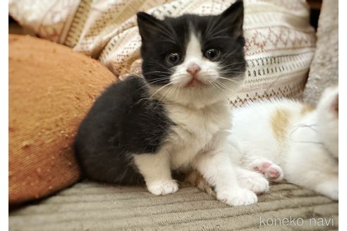 販売中の徳島県のミヌエット-115890の13枚目