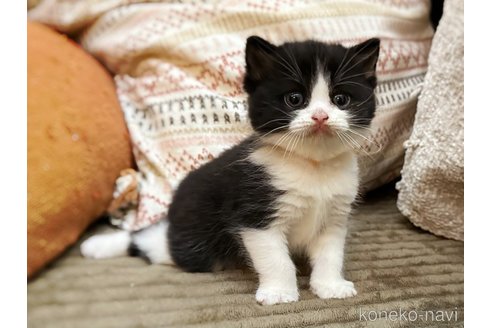 販売中の徳島県のミヌエット-115890の5枚目