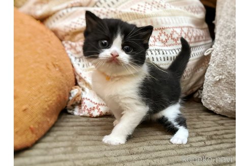 販売中の徳島県のミヌエット-115890の6枚目