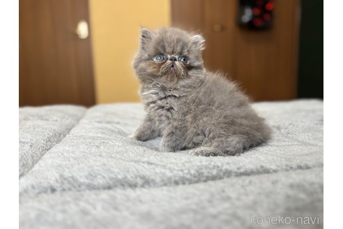 販売中の北海道のエキゾチックロングヘア-115892の11枚目