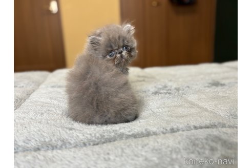 販売中の北海道のエキゾチックロングヘア-115892の13枚目
