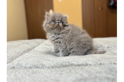 販売中の北海道のエキゾチックロングヘア-115892の12枚目