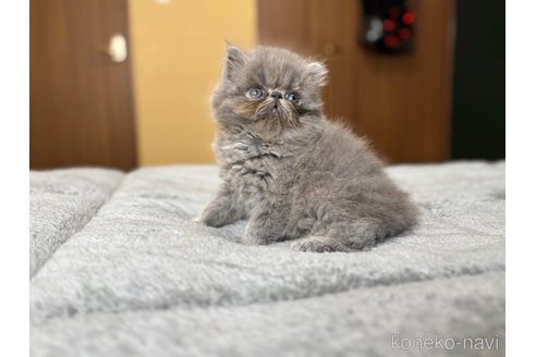 販売中の北海道のエキゾチックロングヘア-115892の6枚目