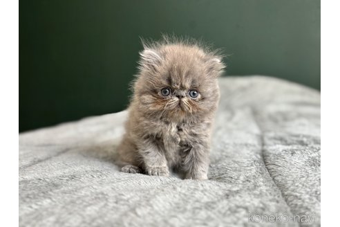 販売中の北海道のエキゾチックロングヘア-115892の10枚目