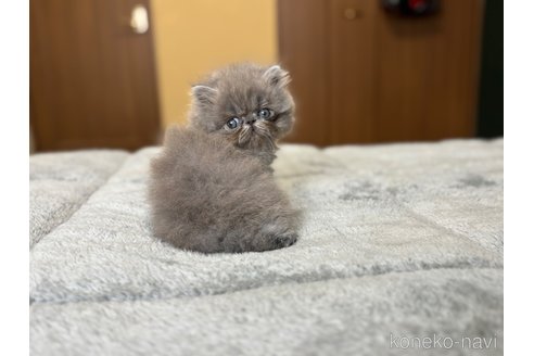 販売中の北海道のエキゾチックロングヘア-115892の8枚目
