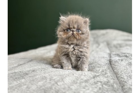 販売中の北海道のエキゾチックロングヘア-115892の3枚目