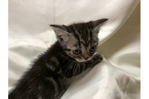 販売中の三重県のアメリカンショートヘア-115891の7枚目