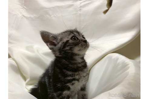 販売中の三重県のアメリカンショートヘア-115891の10枚目