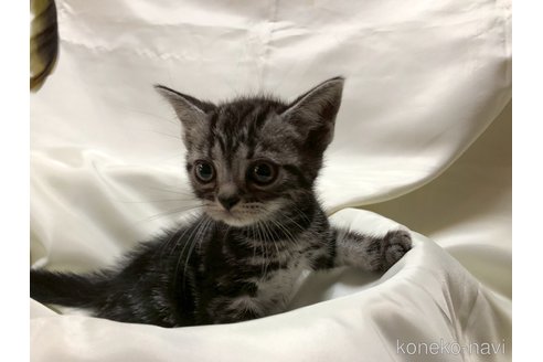 販売中の三重県のアメリカンショートヘア-115891の11枚目