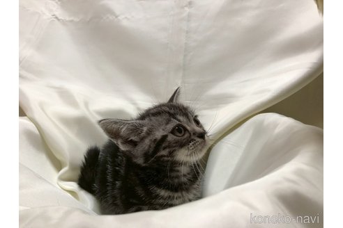 販売中の三重県のアメリカンショートヘア-115891の5枚目
