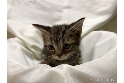 販売中の三重県のアメリカンショートヘア-115893の1枚目