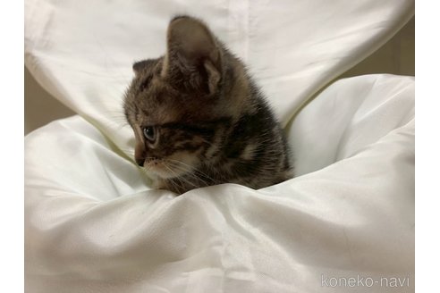 販売中の三重県のアメリカンショートヘア-115893の11枚目