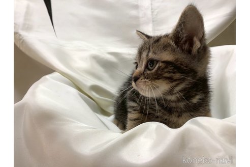 販売中の三重県のアメリカンショートヘア-115893の8枚目