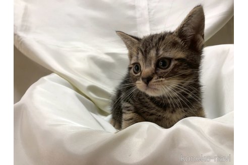 販売中の三重県のアメリカンショートヘア-115893の13枚目