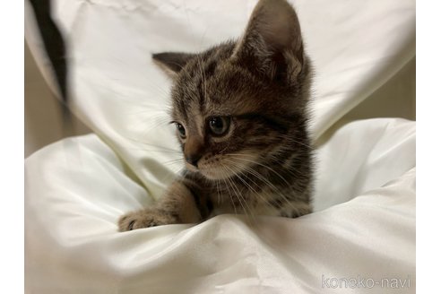 販売中の三重県のアメリカンショートヘア-115893の4枚目
