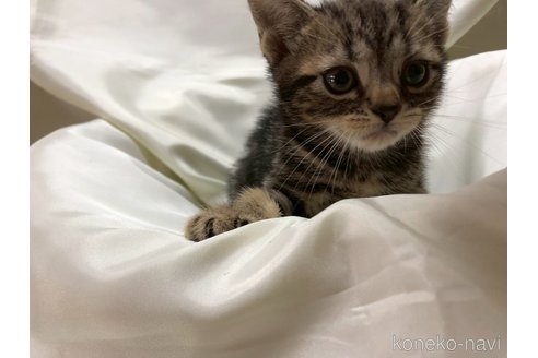 販売中の三重県のアメリカンショートヘア-115893の3枚目