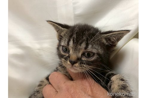 販売中の三重県のアメリカンショートヘア-115894の5枚目