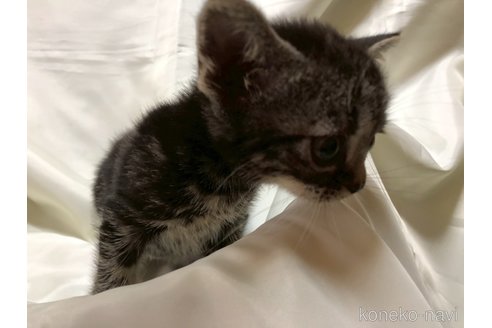 販売中の三重県のアメリカンショートヘア-115894の7枚目