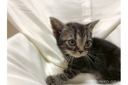 販売中の三重県のアメリカンショートヘア-115894の8枚目