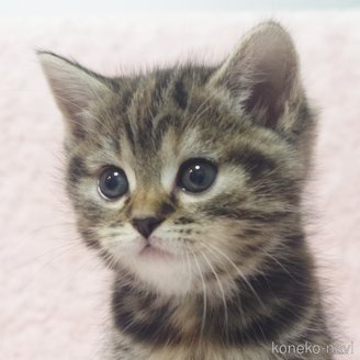 成約済の群馬県のスコティッシュフォールド-114343の7枚目