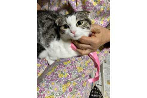 成約済の神奈川県のマンチカン(短足)-106159の2枚目