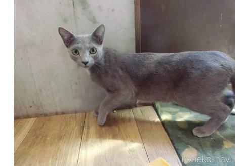 販売中の兵庫県のロシアンブルー-94079の2枚目
