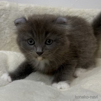 販売中の埼玉県のアメリカンカール-114832の1枚目
