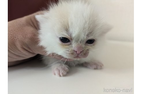 販売中の大阪府のミヌエット-115897の2枚目