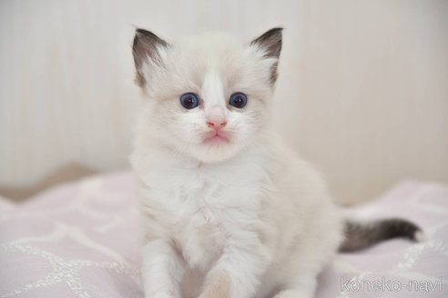 販売中の宮城県のラグドール-115903の3枚目