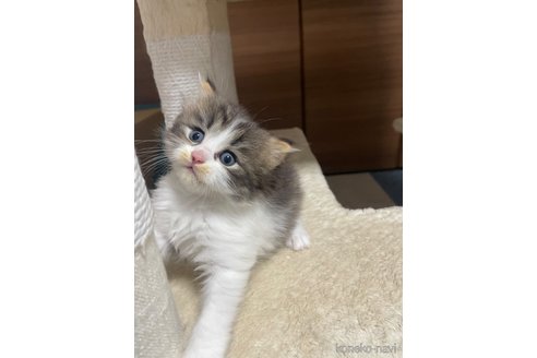 販売中の千葉県のサイベリアン-115337の6枚目