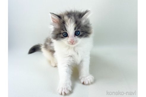 販売中の福岡県のノルウェージャンフォレストキャット-115914の11枚目