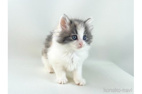 販売中の福岡県のノルウェージャンフォレストキャット-115914の4枚目