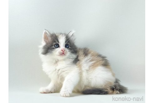 販売中の福岡県のノルウェージャンフォレストキャット-115914の8枚目