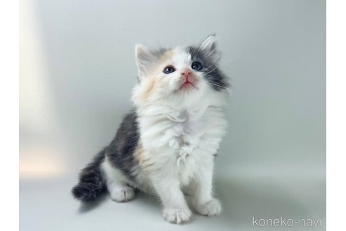 販売中の福岡県のノルウェージャンフォレストキャット-115916の5枚目