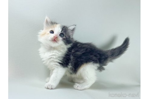 販売中の福岡県のノルウェージャンフォレストキャット-115916の6枚目