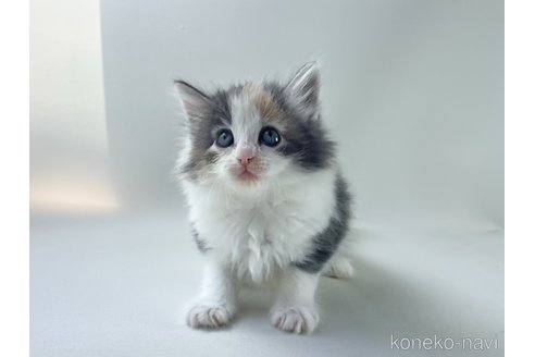 販売中の福岡県のノルウェージャンフォレストキャット-115918の4枚目