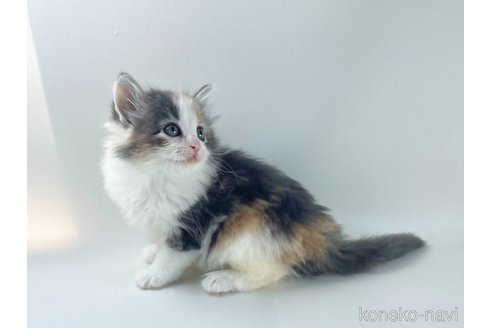 販売中の福岡県のノルウェージャンフォレストキャット-115918の10枚目