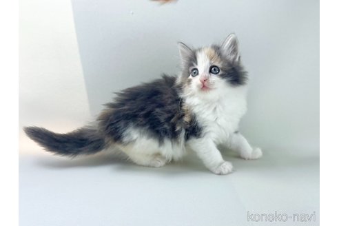 販売中の福岡県のノルウェージャンフォレストキャット-115918の15枚目