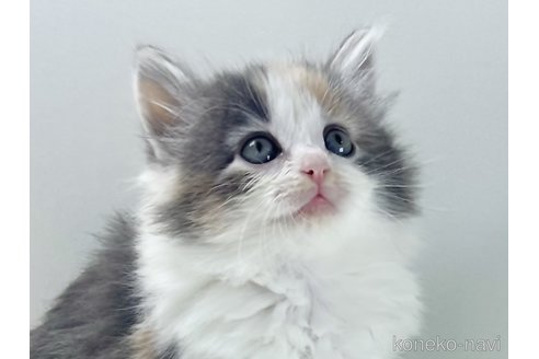 販売中の福岡県のノルウェージャンフォレストキャット-115918