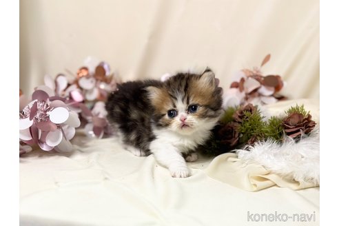 販売中の愛知県のエキゾチックショートヘア-115920の2枚目