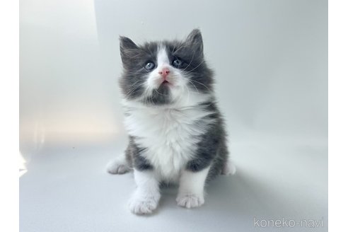 成約済の福岡県のノルウェージャンフォレストキャット-115921の3枚目