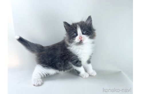 成約済の福岡県のノルウェージャンフォレストキャット-115921の4枚目