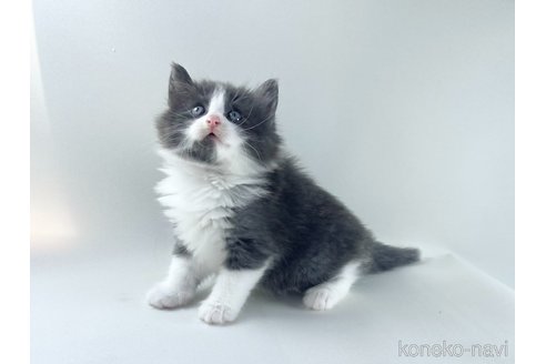 成約済の福岡県のノルウェージャンフォレストキャット-115921の8枚目