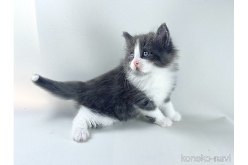 成約済の福岡県のノルウェージャンフォレストキャット-115921の11枚目