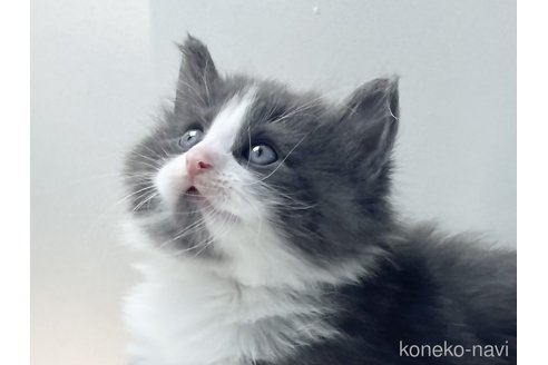 成約済の福岡県のノルウェージャンフォレストキャット-115921の1枚目
