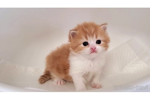 販売中の大阪府のミヌエット-115925の7枚目