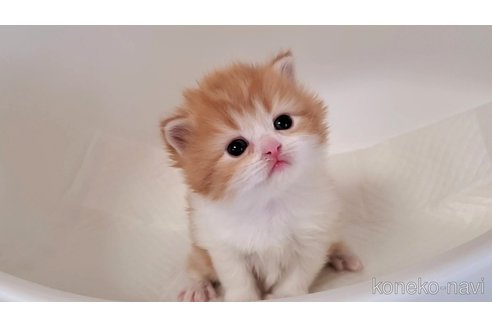 販売中の大阪府のミヌエット-115925の1枚目