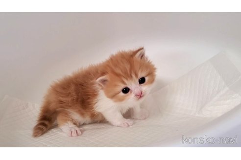 販売中の大阪府のミヌエット-115925の6枚目