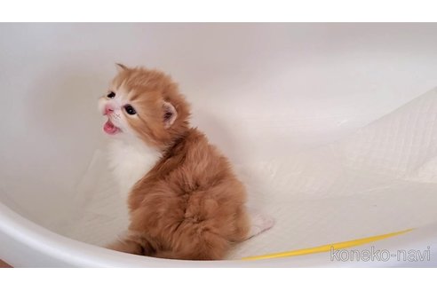 販売中の大阪府のミヌエット-115925の5枚目