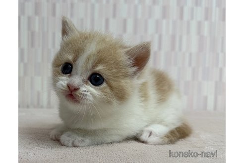 販売中の千葉県のスコティッシュフォールド-115933の2枚目